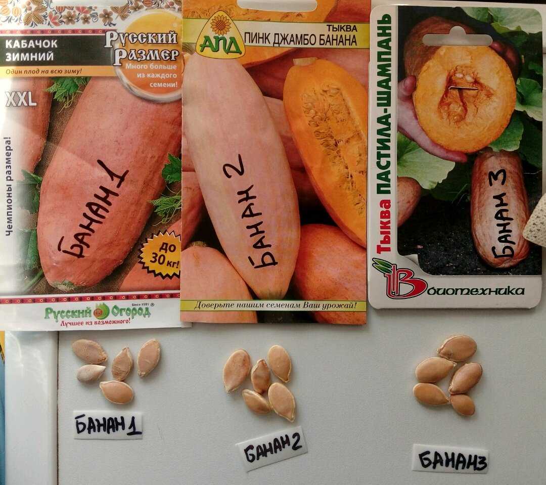 Тыква розовый банан: отзывы, описание сорта, фото, полезные свойства