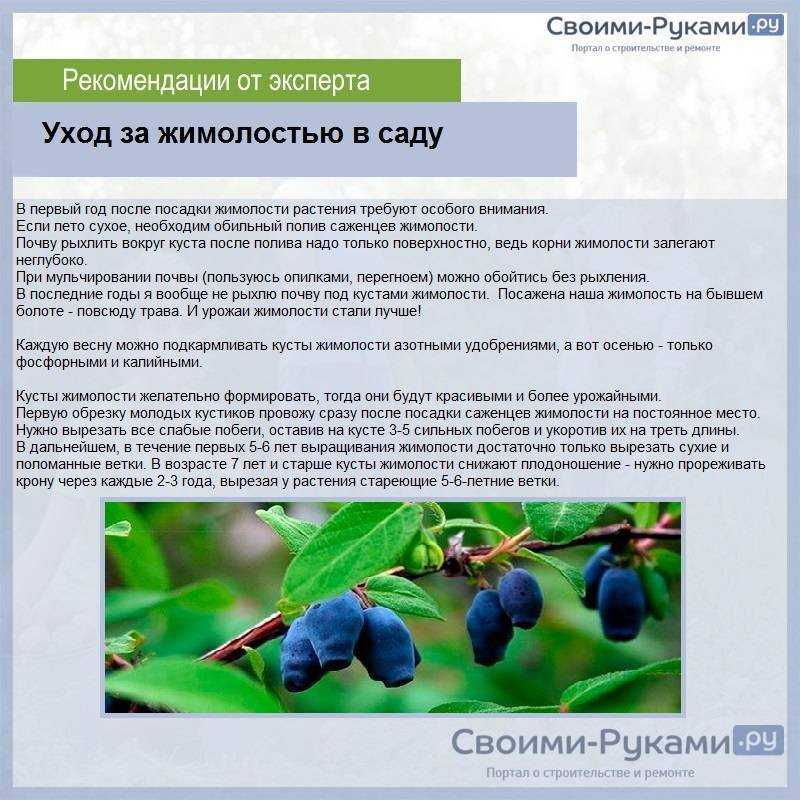 Жимолость - посадка и выращивание