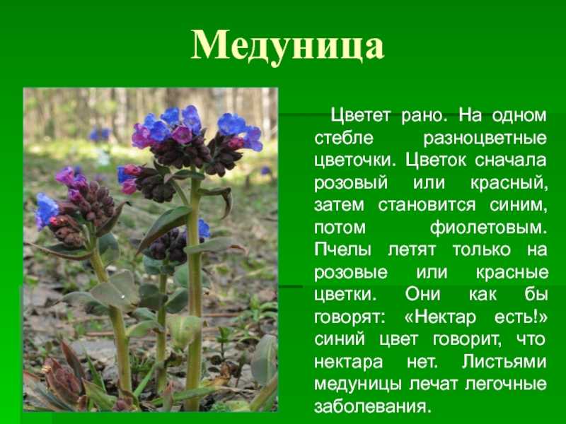 Почему не цветет рододендрон?
