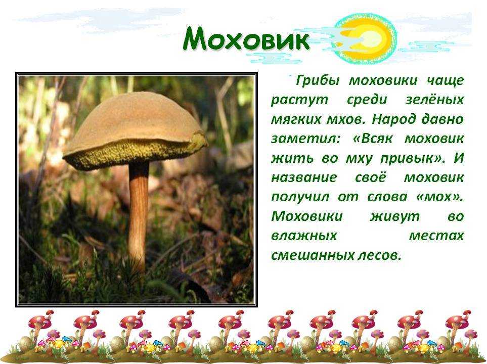Описание основных видов моховиков, где растут грибы
