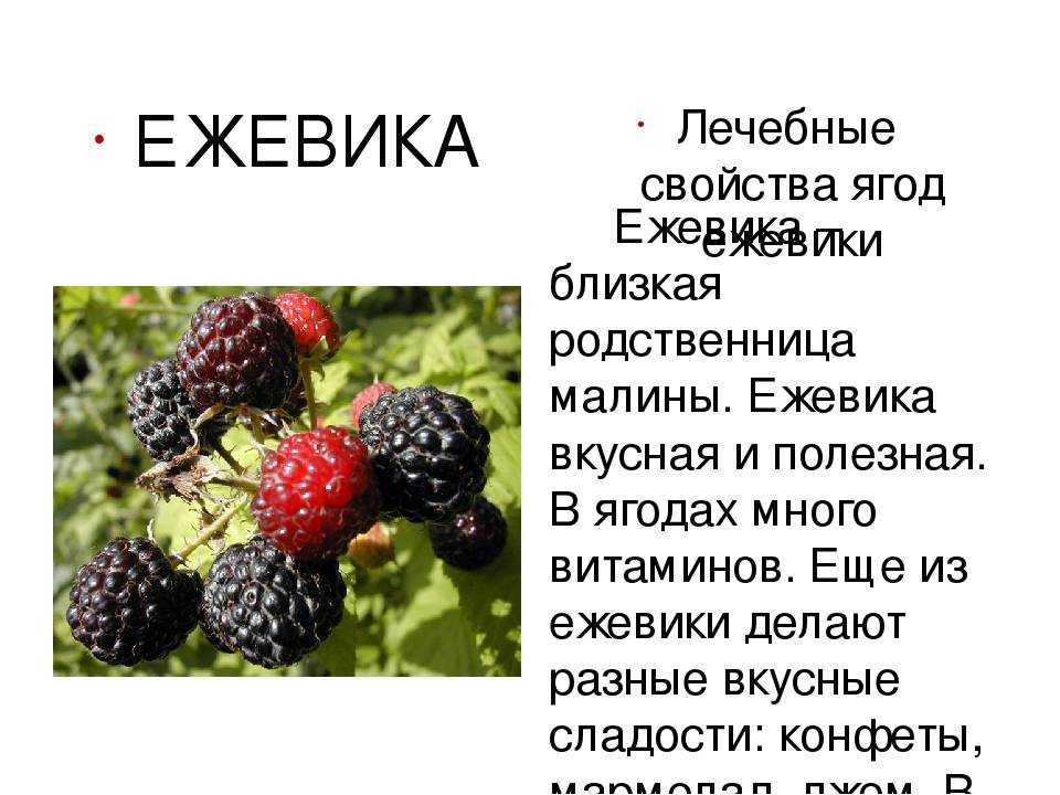 Ежевика польза и вред для здоровья, где и как растёт ягода
