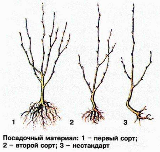 Выращивание вишни: сорта, уход, обрезка кроны, размножение