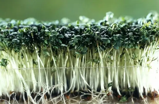 Микрозелень что это такое польза как вырастить microgreen