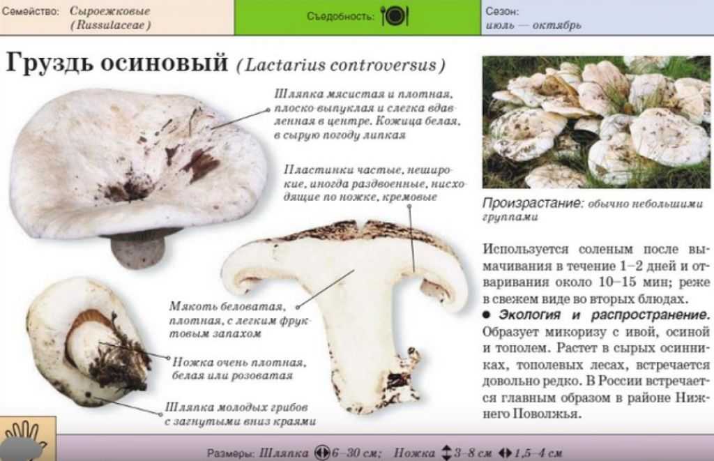 Ложные грузди: похожие грибы, описание, фото — selok.info
