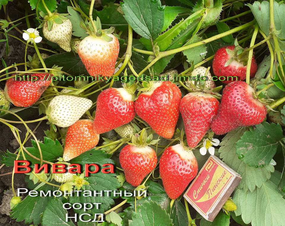 Клубника вивара - полный обзор, оценка недостатков, перспективы | ягодный сад, или прикладное садоводство в советах, вопросах и ответах