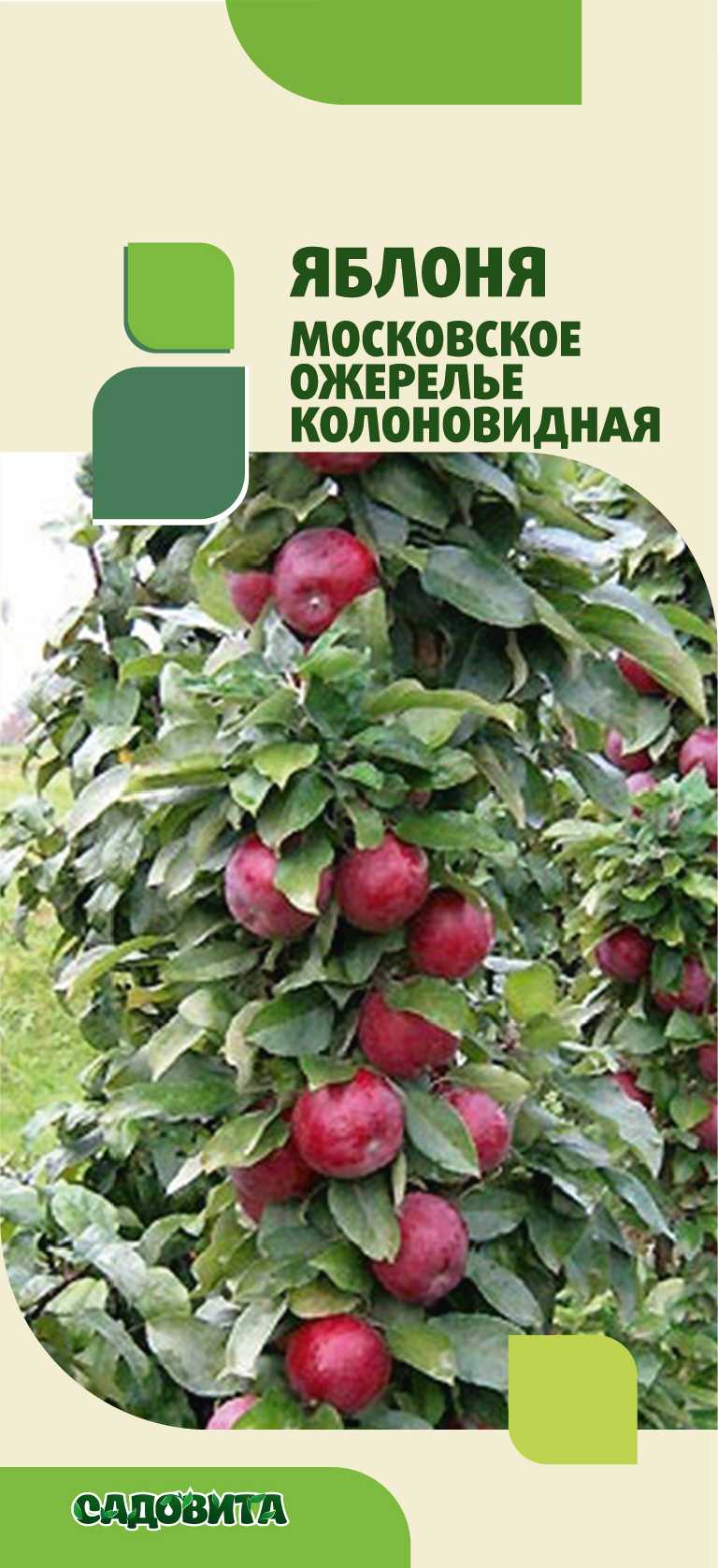 Яблоня московское ожерелье колоновидная: посадка и уход