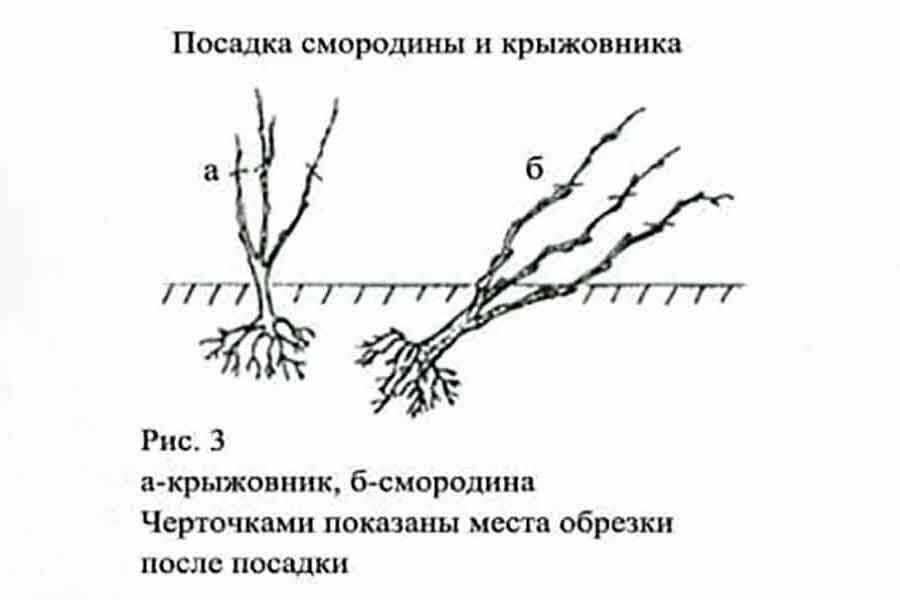 Красная смородина: посадка и уход, обрезка, размножение, описание сортов, фото