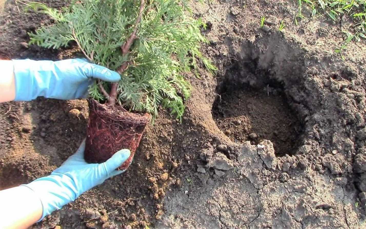Выращивание туи посевом семян осенью: полный мастер-класс с фото