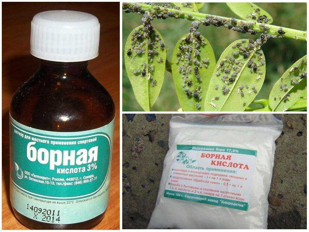 Борная кислота применение в огороде: для томатов, для огурцов, для клубники, отзывы, для завязи, обработка растений