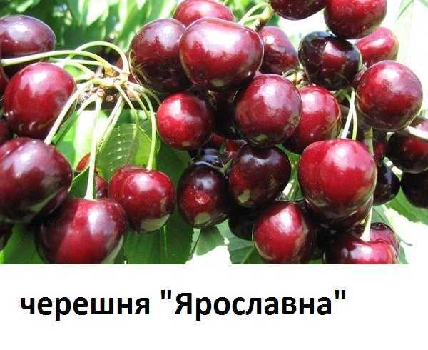 Черешня василиса: описание сорта, выращивание и советы по уходу, опылители