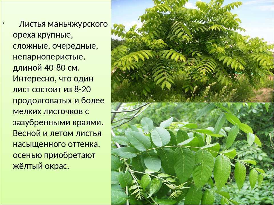 ᐉ орех маньчжурский описание и особенности - roza-zanoza.ru