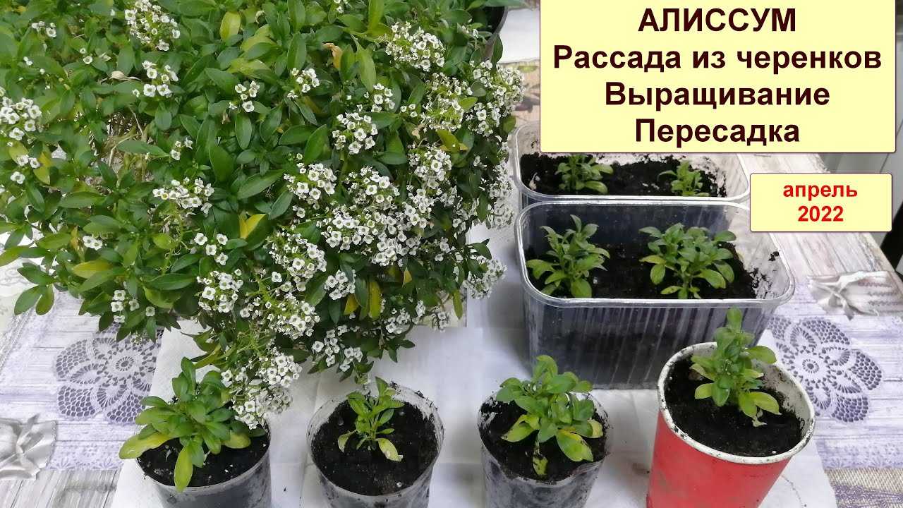 Алиссум: посадка и уход, выращивание из семян, виды и сорта, фото