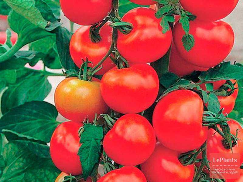 Томат кострома: отзывы, фото, урожайность, описание и характеристика сорта