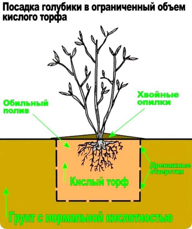 Голубика садовая: мои секреты невероятных урожаев
