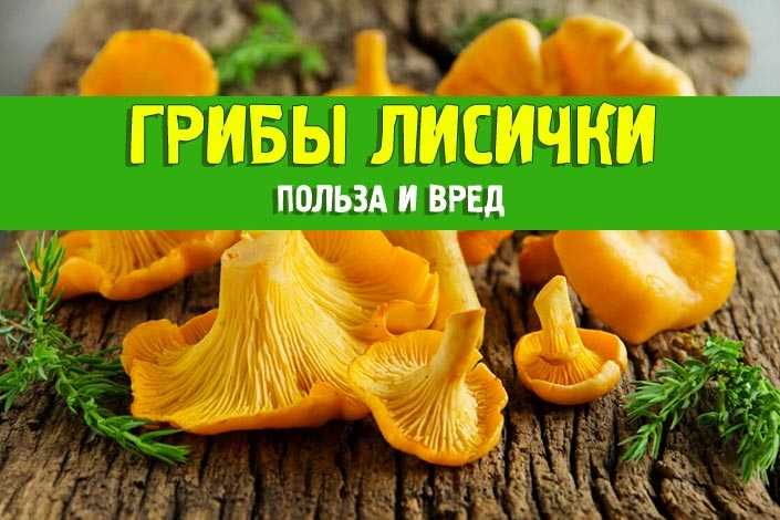 Грибы лисички: описание, виды, фото, полезные свойства и вред | где и когда собирать лисички, выращивание, как отличить ложные от настоящих