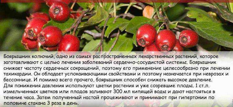 Применение шиповника при давлении: действие (повышает или понижает), показания, польза и вред
