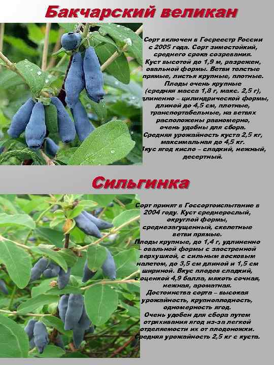 Когда созревает жимолость, в какое время собирать ягоды