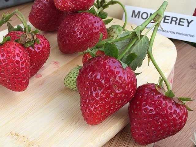 Клубника монтерей: описание сорта, посадка и уход, размножение, отзывы с фото