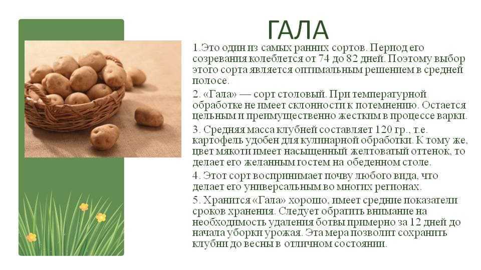 Сорта картофеля с большой урожайностью и высокими вкусовыми качествами