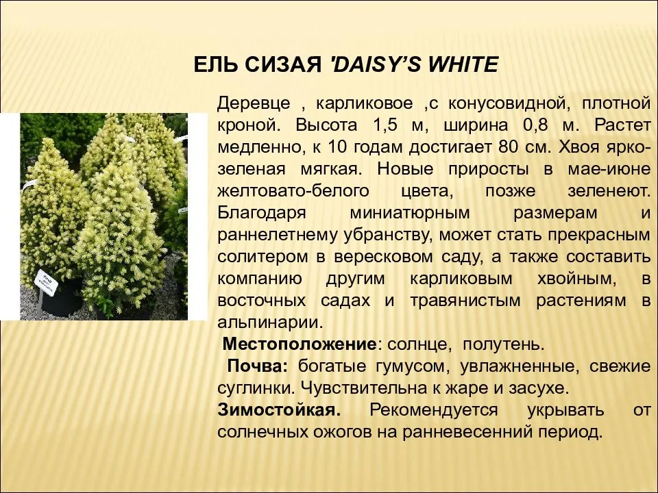 Ель канадская дейзи вайт – посадка и уход, советы по выращиванию в 2023 году на гудгрунт