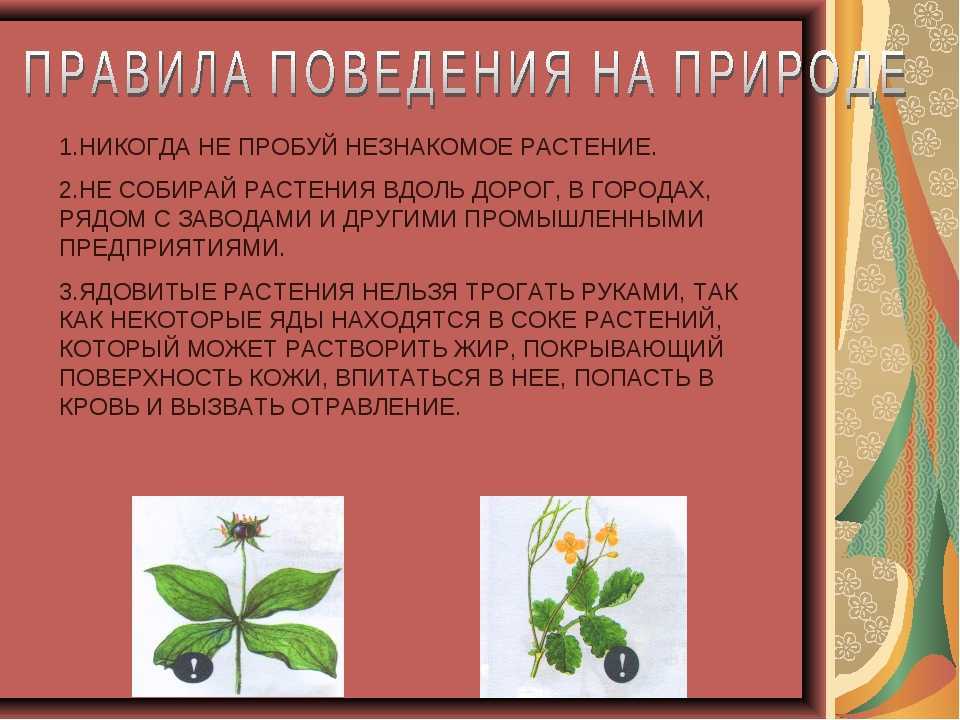 Что за гриб «кровоточащий зуб» и можно ли его есть? | природа | общество