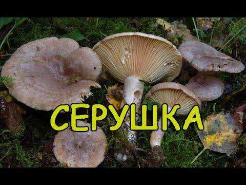Как выглядят и где растут серушки и зеленушки