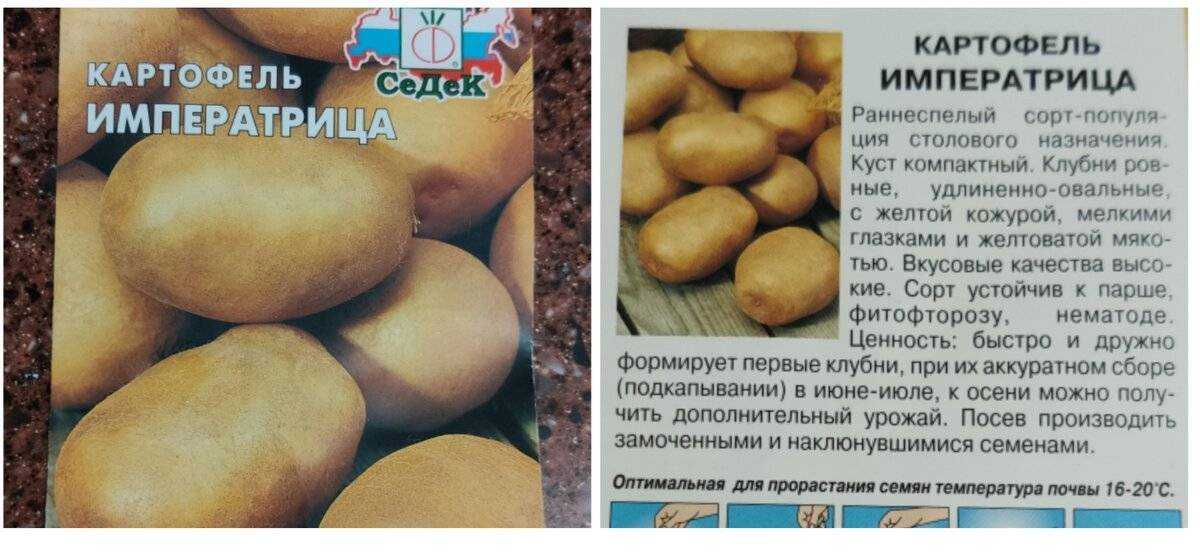 Картофель хозяюшка: описание сорта, фото, отзывы о вкусовых качествах и сроках созревания, особенности хранения и выращивания, характеристика урожайности