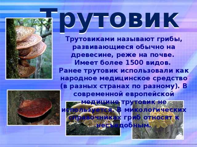 Окаймленный трутовик: описание, вред и полезные свойства