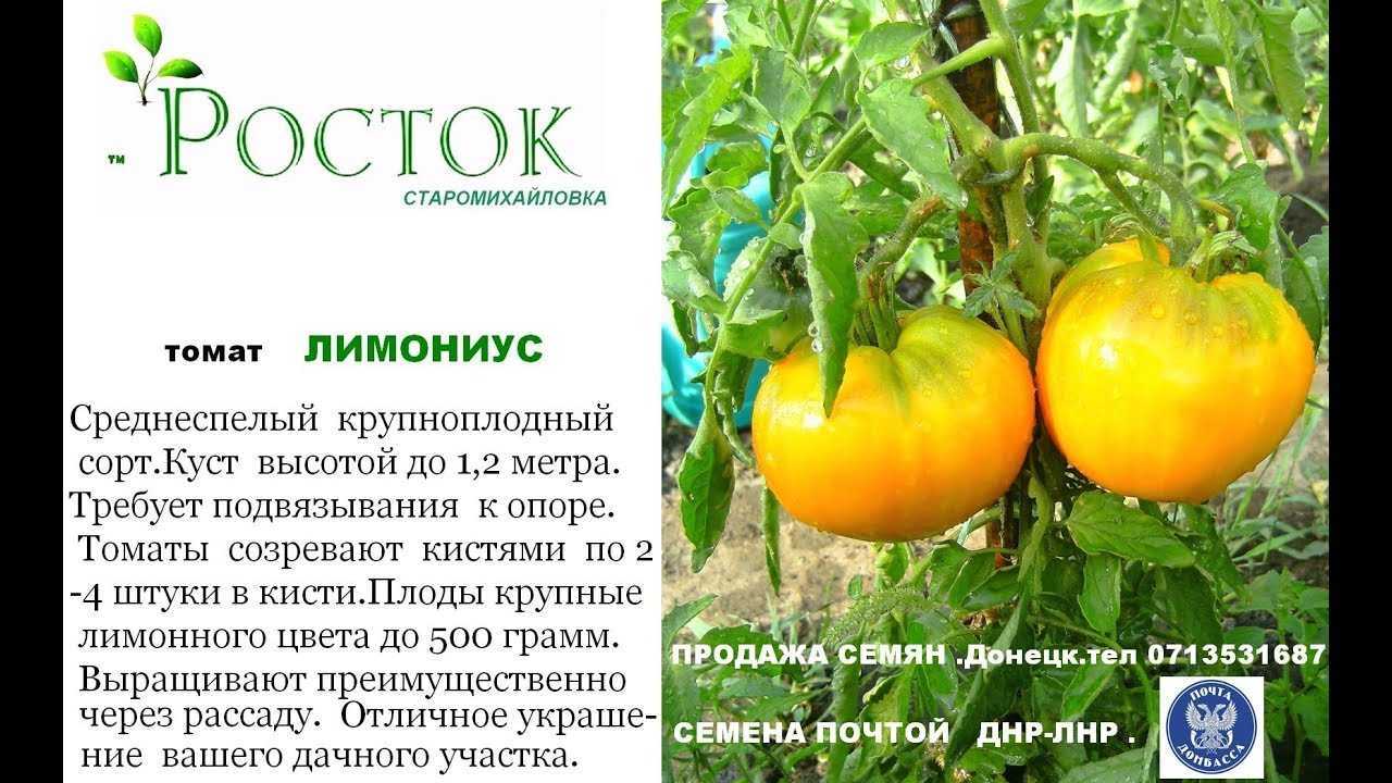 Томат Лабрадор: характеристика и описание сорта, отзывы дачников + фото Рекомендации по выращиванию и уходу