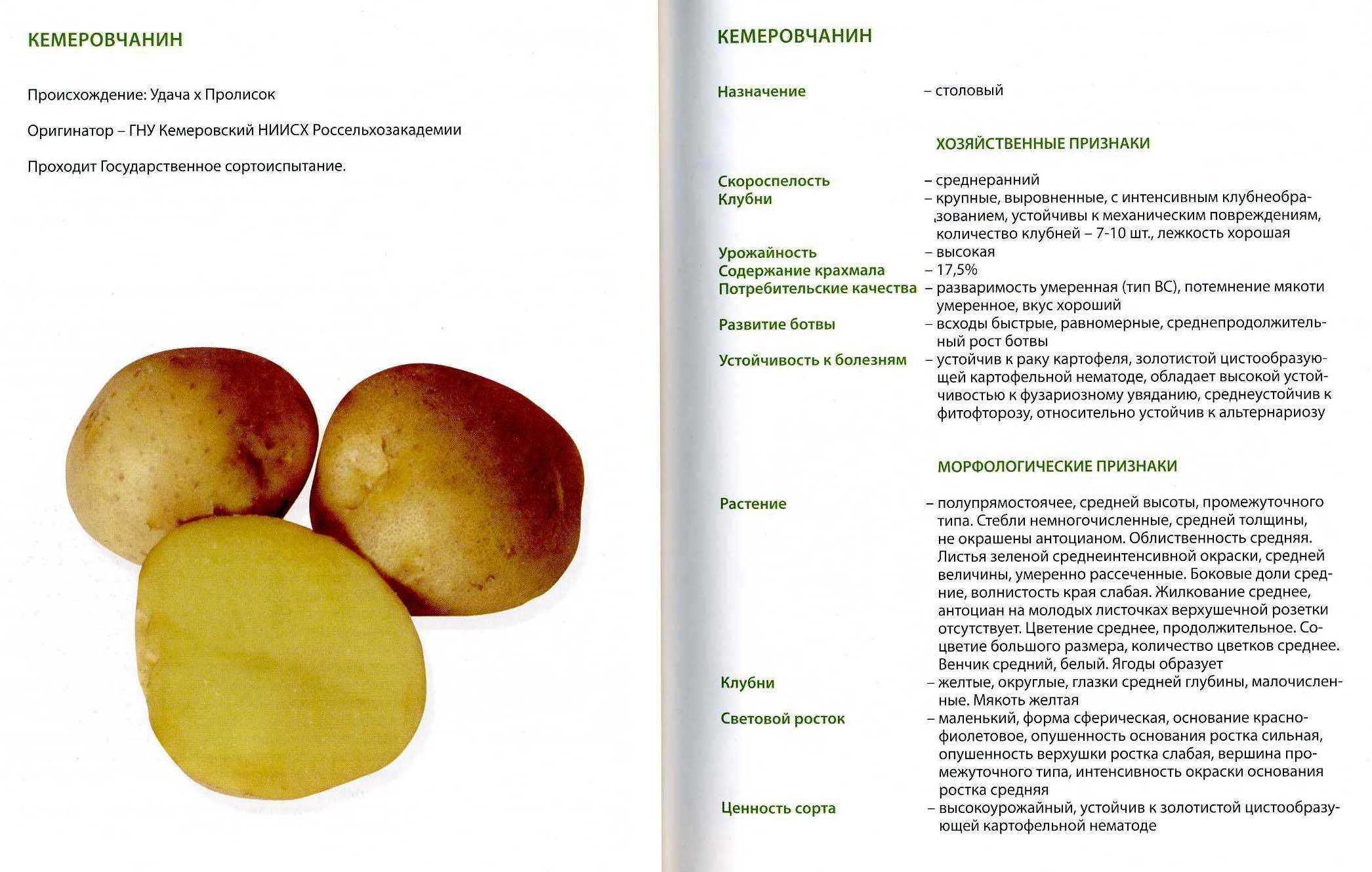 Российские сорта картофеля: фото, описания