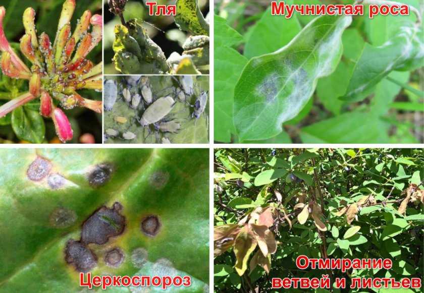 ✅ почему сохнет жимолость: что делать, если засох куст, как оживить и реанимировать саженец - tehnoyug.com
