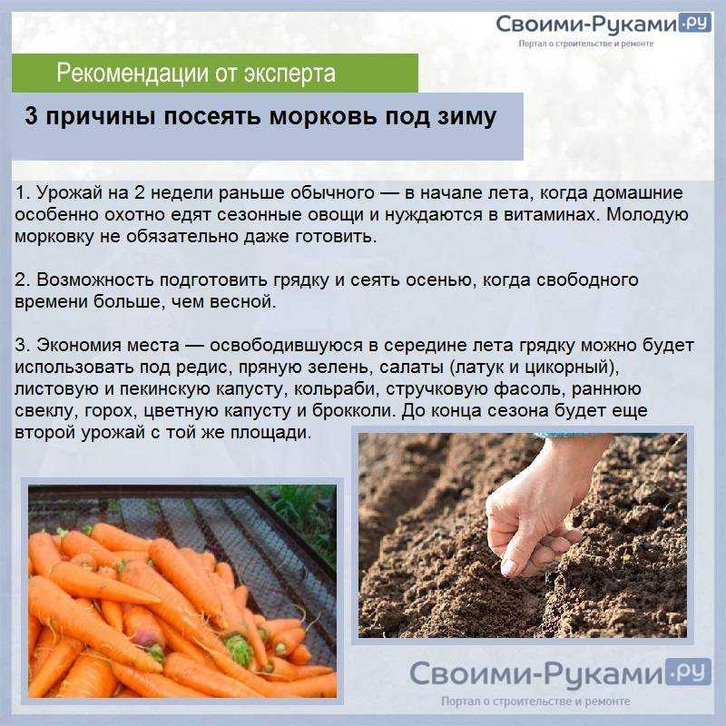 Морковь «тушон» – описание сорта: характеристики плодов, плюсы и минусы, посадка и уход в 2023 году на гудгрунт