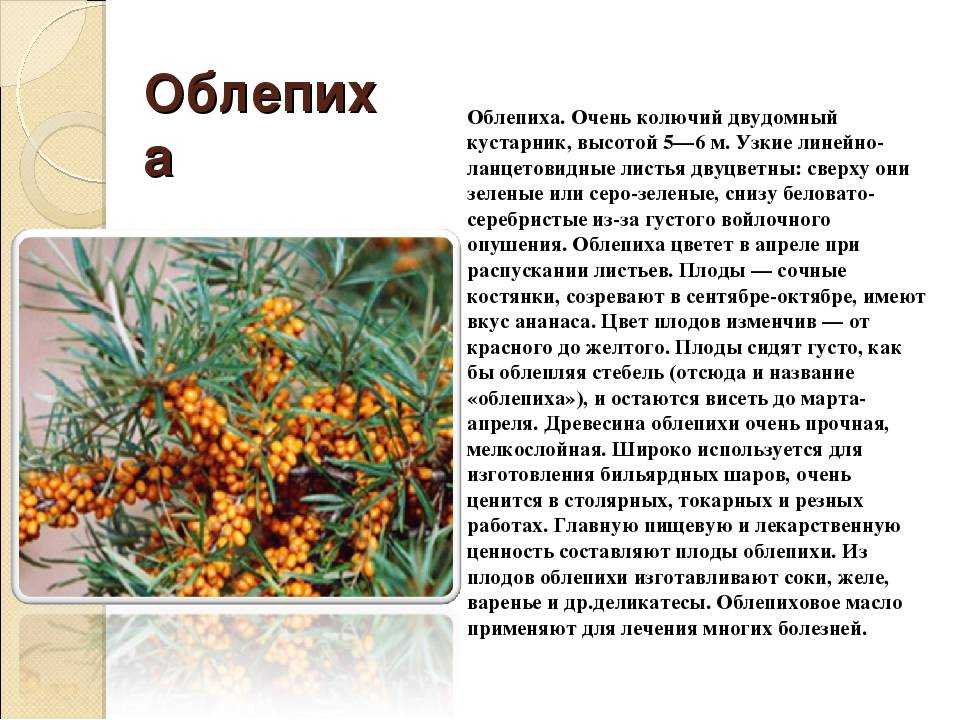 Болезни облепихи и борьба с ними