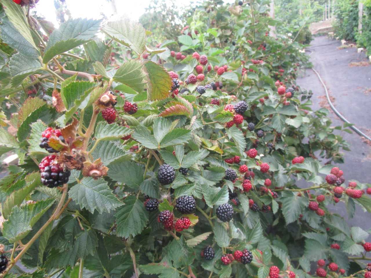 Ежевика джамбо: описание сорта, отзывы, посадка и уход, фото