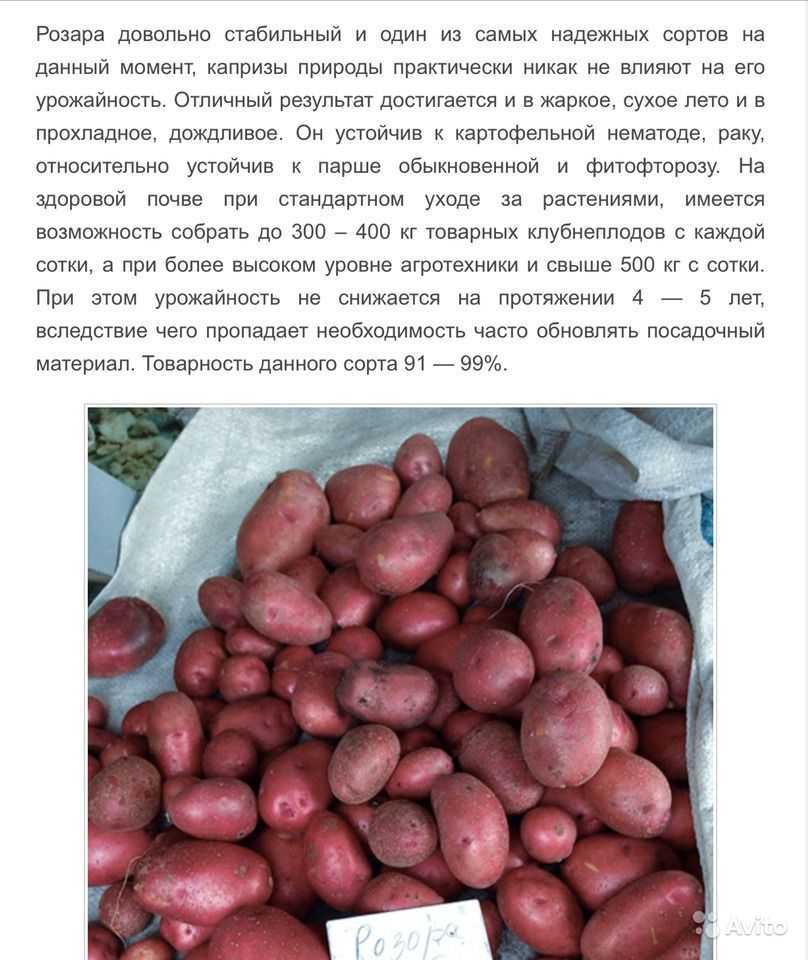 Выбор сорта картофеля в зависимости от региона выращивания