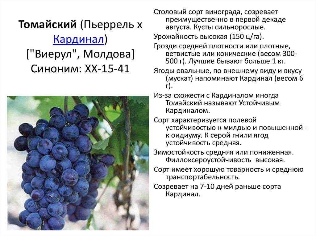 О винограде кардинал: описание и характеристики сорта, посадка и уход