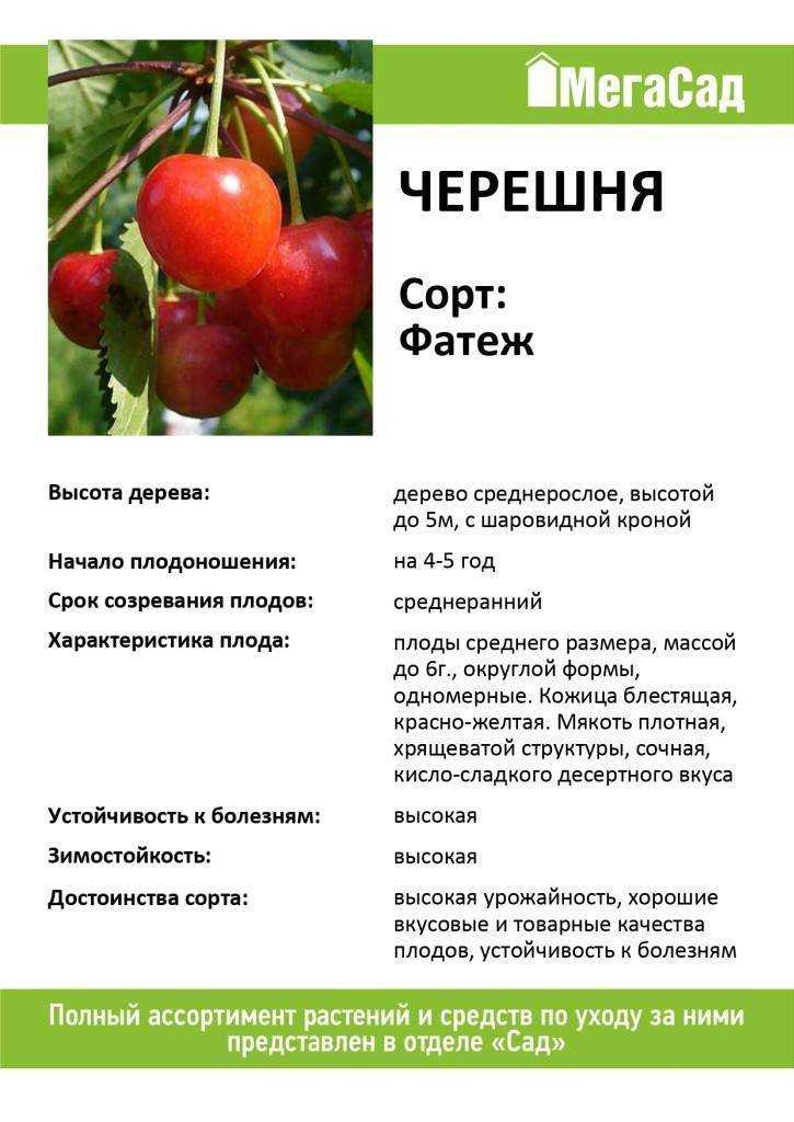 Черешня ленинградская черная – невысокая северная красавица