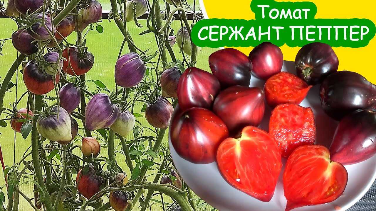Томат сержанта пеппера: описание сорта, отзывы, фото, урожайность