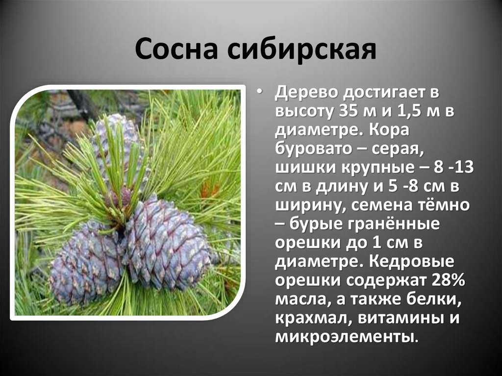 Красный канадский кедр, или туя складчатая, роль в садовом дизайне Характеристика древесины красного кедра Применение в строительстве и в столярных изделиях