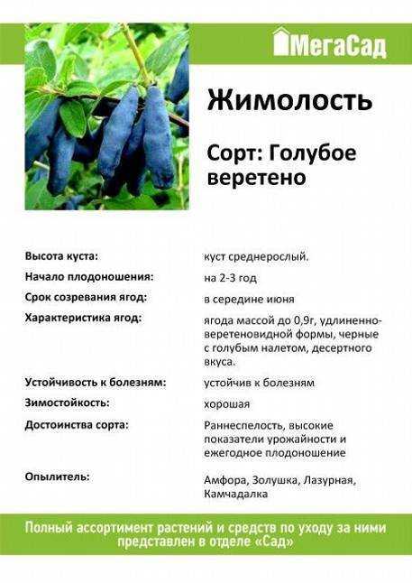 Жимолость — сорта для сибири и особенности выращивания