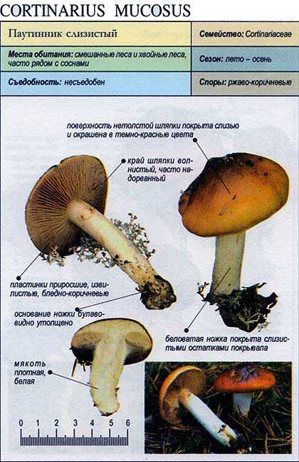 Виды гриба паутинника: жёлтый, благородный, фиолетовый