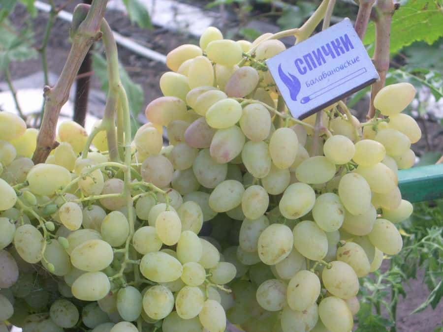 Описание и характеристики сорта винограда «краса севера»