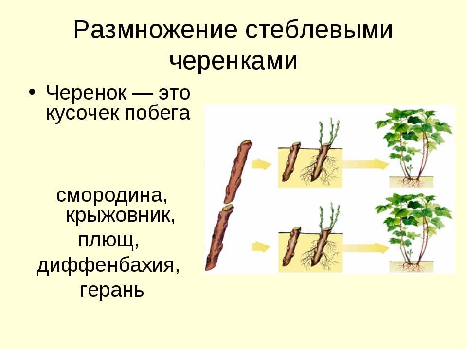 Размножение шиповника черенками: весной, летом и осенью Как их укоренить, посадить и ухаживать за саженцами Рекомендации садоводов