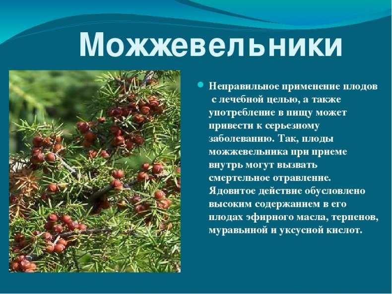 Можжевельник - интернет-журнал «живой лес»