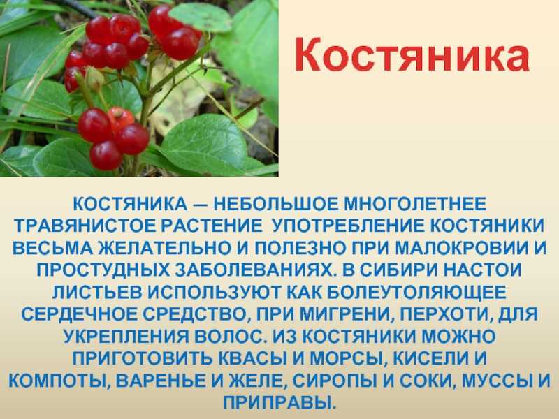 Костяника - описание, польза и вред ягоды для организма, состав и калорийность, фото