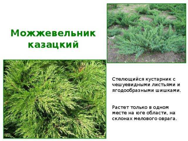 Можжевельник казацкий: описание сортов с фото, посадка и уход, размножение и обрезка