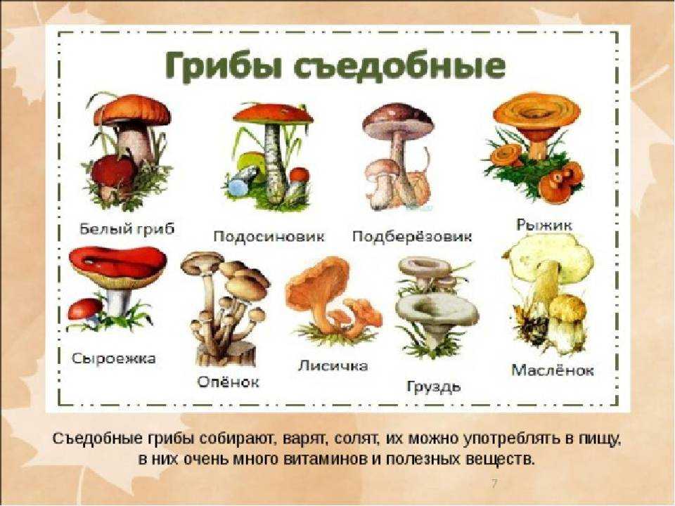 Грибы рыжики: как выглядят, где растут, как отличить съедобные от ложных?  виды грибов рыжиков, их польза и вред для человека: фотографии с описанием. как отличить рыжики от волнушек съедобных и ложных: признаки
