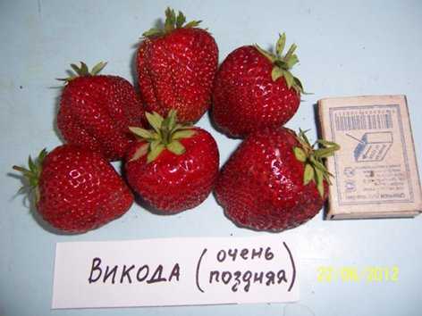 Клубника викода: описание сорта земляники, отзывы