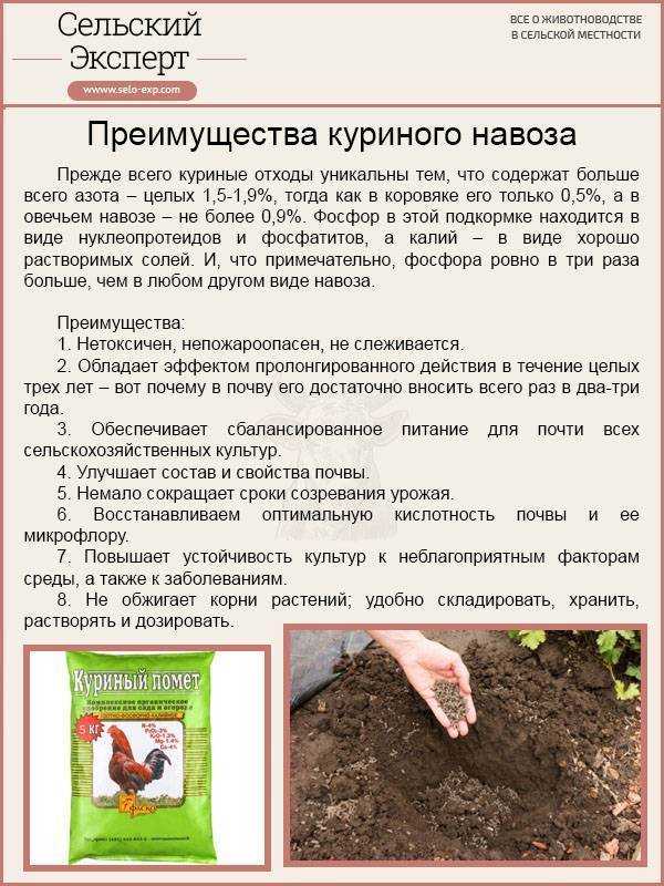Голубиный помет как удобрение, как применять, отзывы