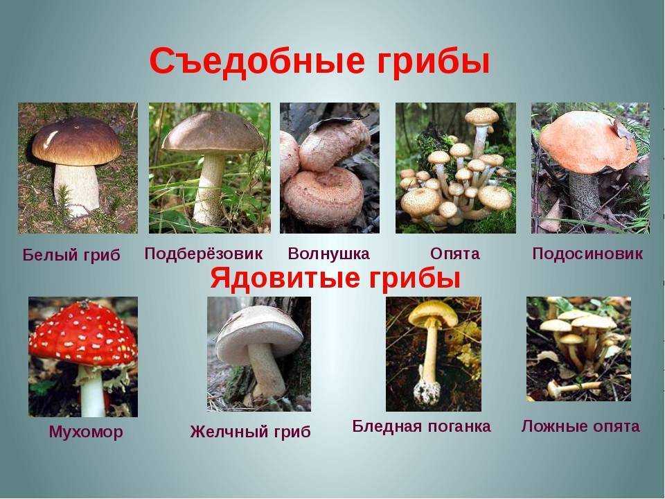 Как мариновать подтопольники (песочники, рядовки, тополевки): рецепты, фото и видео